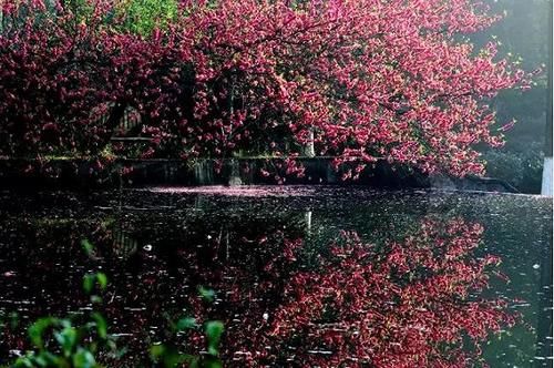  【园林景观】赏花不知花叫啥？一份春季花朵辨认指南请查
