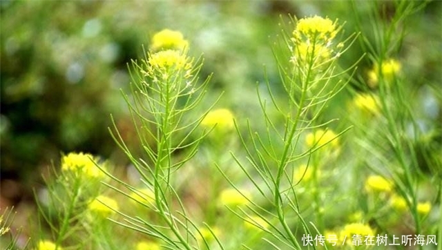 农村地里这个草，别把它当杂草，如今是珍贵野菜
