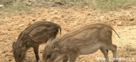  「野猪」农村被保护的“稀罕物”, 成为了农村“新四害”, 农民