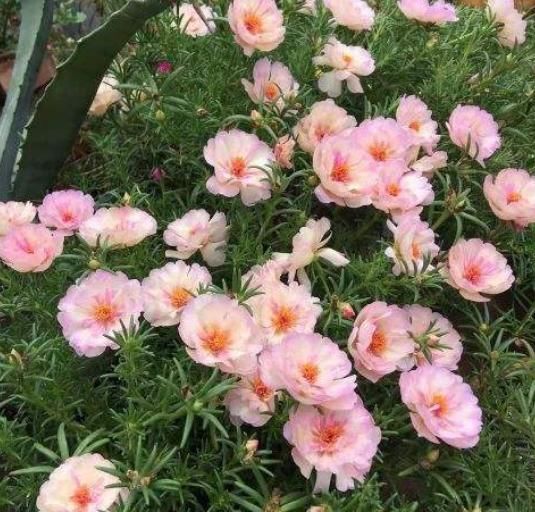  #春天#花期超长的5种花，最适合春天种，一开就是大半年