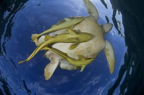 海底令人着迷，这些景观你见过吗？