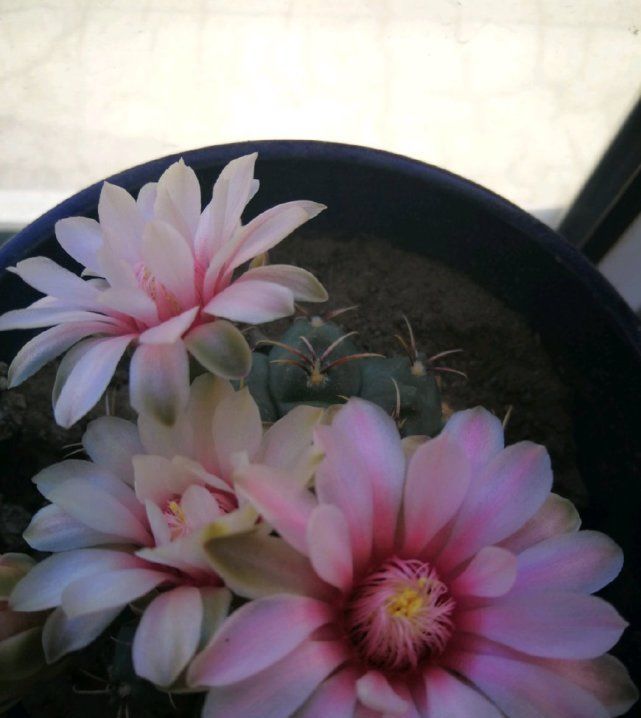 『最长』花期最长的仙人球,球形端庄开花又美丽,一年还能多次开花