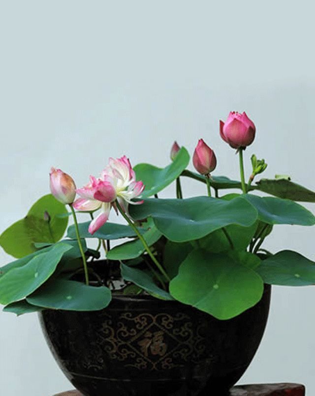  碗莲：家庭养花选它，颜值超荷花，丢水里就能活，开出满盆花！