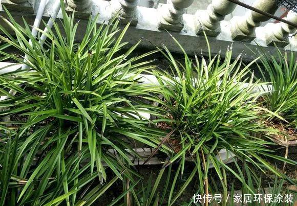  [些花友养]兰花养爆了盆，春天1个小技巧，分出20盆，瞬间变大户！