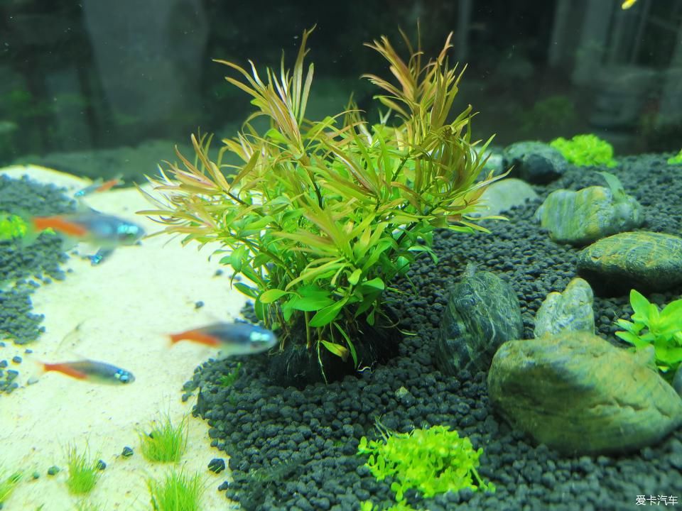  『水质』我家的花花草草第十四季-新手折腾水草缸