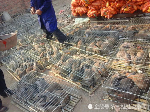 兔子价格高，一月能生一窝，以前经常养，为啥农民却不愿挣这笔钱