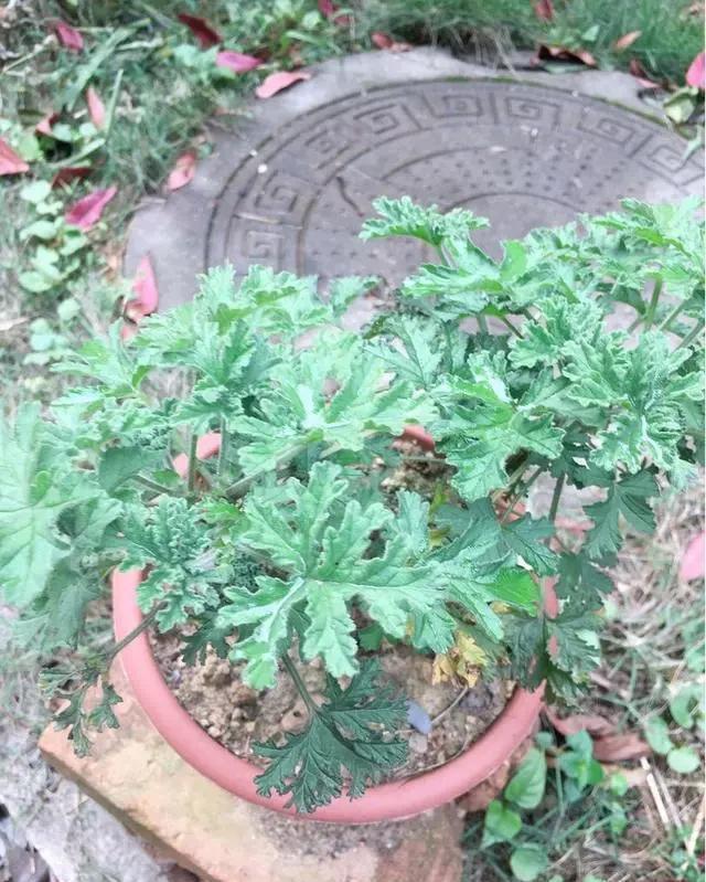  猪笼草|一个房间一盆花，清新驱蚊虫