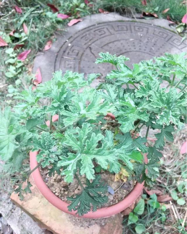 猪笼草|一个房间一盆花,清新驱蚊虫