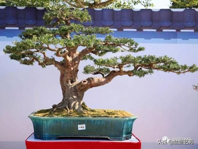  【银奖】北海盆景银奖作品欣赏