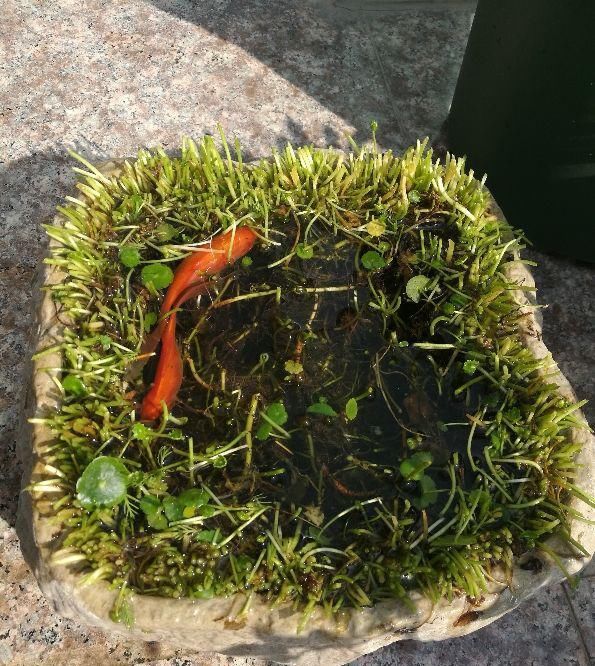  植物@植物养着养着就死了,其实砍一刀就解决,一周就呼呼冒新芽!