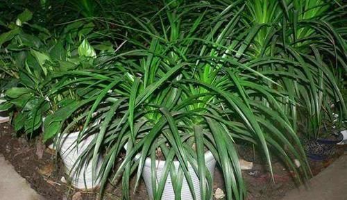  『草本植物』名字带有“龙”的植物花卉，龙吐珠、龙船花，你还知道有多少种呢