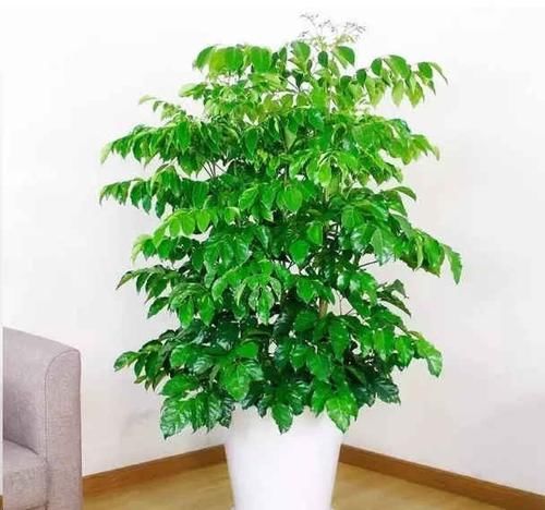  『寓意』这3种花，家家户户都能养，四季油绿寓意好，养在家中心情好