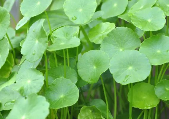 漂亮■新手养花种什么,不要再种虎皮兰了,这些花草又好养又漂亮