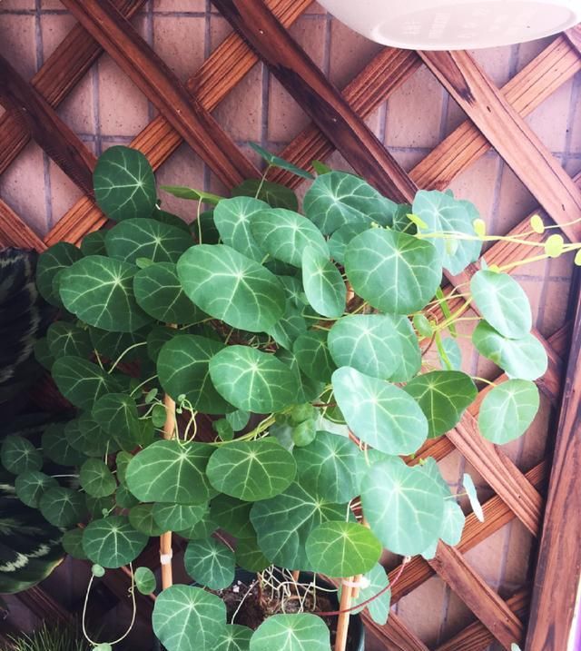  [窜成]18种花，挂窗台窜成绿窗帘，天热了遮阴真凉快！