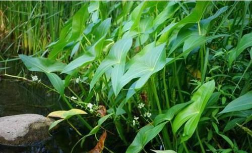 『植物』“它”与田字草同生一处,却有不同命运,一个做绿化,一个是杂草