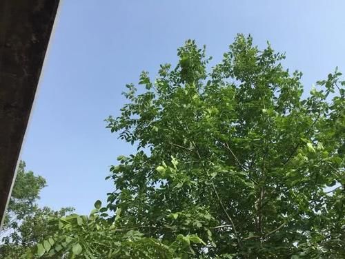 农村有一个很大的院子，农民想种植核桃树，要注意什么？