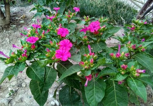 「回忆」3种草花最泼辣,农家院里年年开花,美好的童年回忆全是它