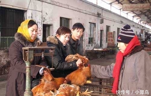 曾被“疯抢”的土鸡，如今拿到城里却没人买，农民：这是为啥？