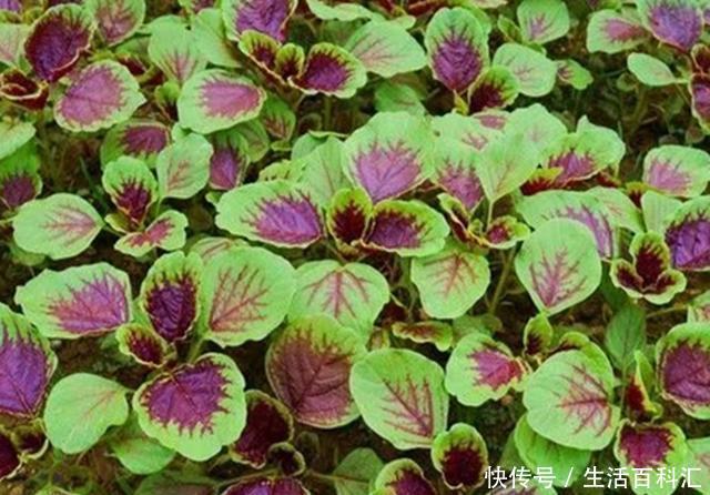 【蔬菜】此种蔬菜以前被当成野草,现在很多人盆栽养护,盆栽要做好4点