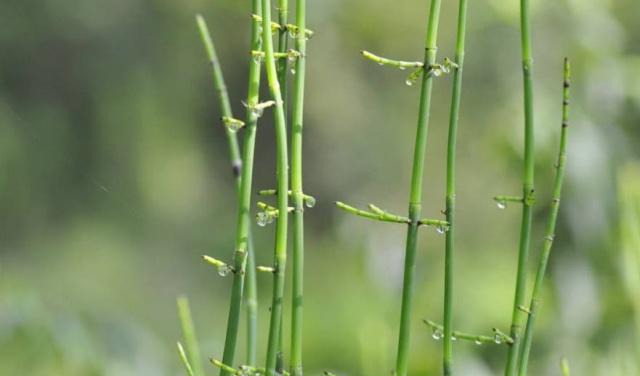 农村这一种野草，如今30块钱一斤比猪肉贵，看到记得挖点
