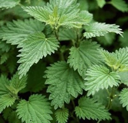  「除湿」农村一年四季都是绿色的野草，有着祛风除湿和止咳的效