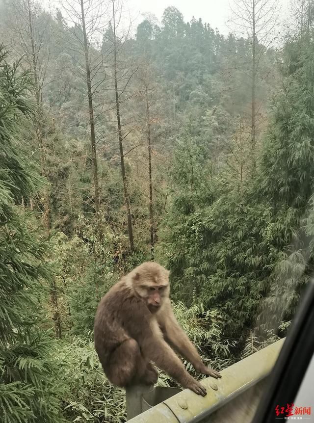 什邡山里下雪 猴群下山觅食