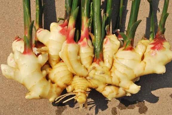 晚上吃生姜和苹果会中毒?今天有了正确答案,你还打算被骗下去吗