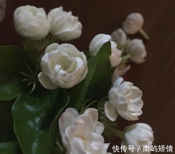 #水里#扦插茉莉花,就用“懒人法”,水里泡一泡,生根繁殖超级快