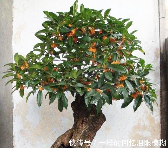  『寓意』路边4种树，掰个枝条就生根，做成盆栽寓意好，观叶赏花还好吃