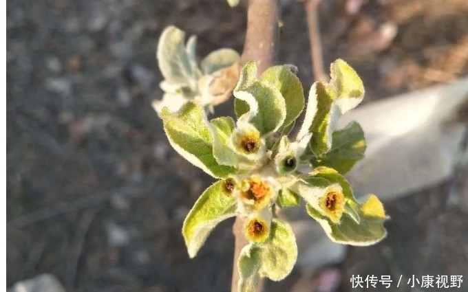  「遭遇」罕见！北方多省遭遇大霜冻，云南下冰雹！这些补救措施请查收！