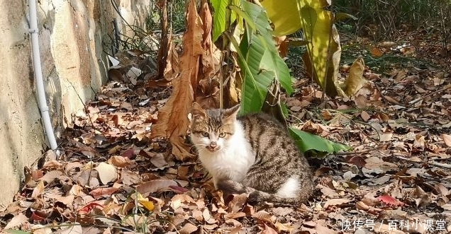 苏州有个新疆同名景点,细巧风格,隐藏的神仙秘境!