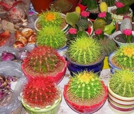  『剪掉』新买的仙人球，剪掉“腐烂根”，个个爱开花，比茉莉、栀子还漂亮