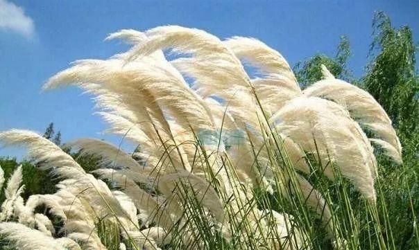  「偿命」4种美死人不偿命的小草，有一种因太美而受人践踏