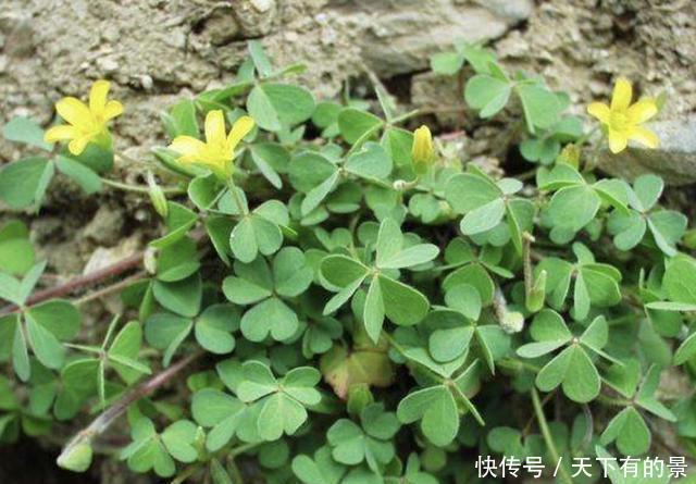  「回家」炎热的夏天，在河边看到“酢浆草”，可以挖回家养，珍贵、值钱