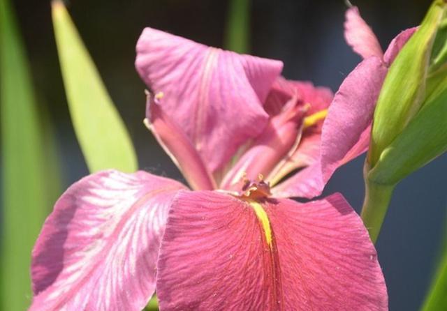  『盆栽』3种花本是湿地植物，现在也可以盆栽种植，水浇多了也不会死