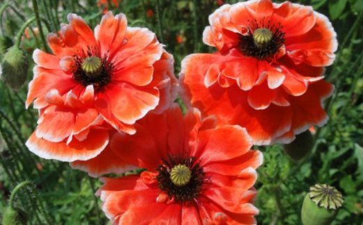 此木本花卉，一花多色，漂亮似牡丹，花期长，种植容易，值得拥有