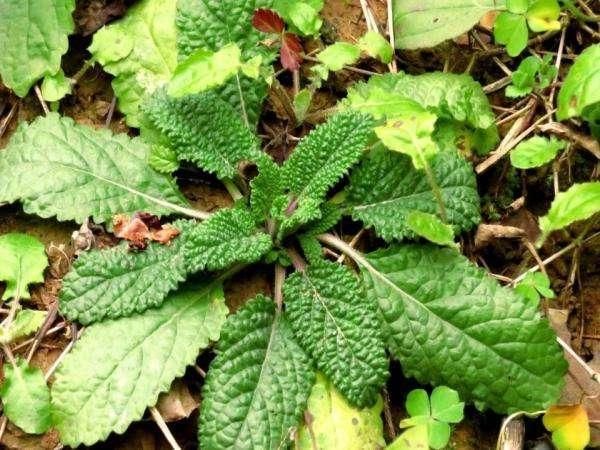 茅厕边生长的“丑草”，却是穷人的“救命草”，现在晒干7元一斤