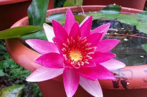『绚丽多姿』喜欢玫瑰,不如养盆“优良名菊”,似高昂鹿角,花开绚丽多姿美丽