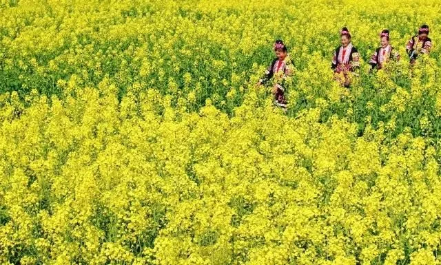 中国最美的油菜花海,油菜花逐渐“染黄”了神州大地