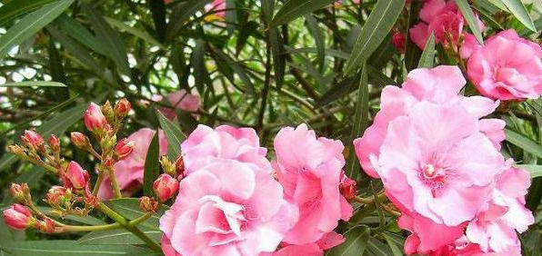  『植物』作为最毒植物之一，为什么大城市的马路边到处都是？