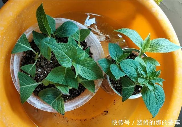  『执着的花盲』养花技巧：这5种花现在扦插，下个月就开花，千万别错过时机！