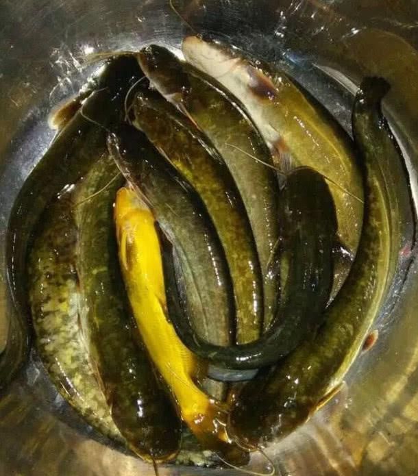  [钓友]春天为啥一定要钓鲫鱼呢？不妨试试钓鲶鱼，比钓鲫鱼简单多了