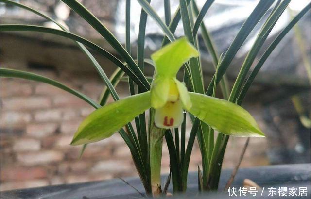 『适合』3种花很奇特,倒吊着生长更漂亮,素雅多变味道香,适合新手养护
