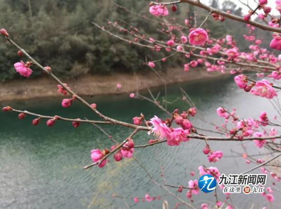 知否？知否？山水武宁梅花绽放，暗香浮动惹人醉