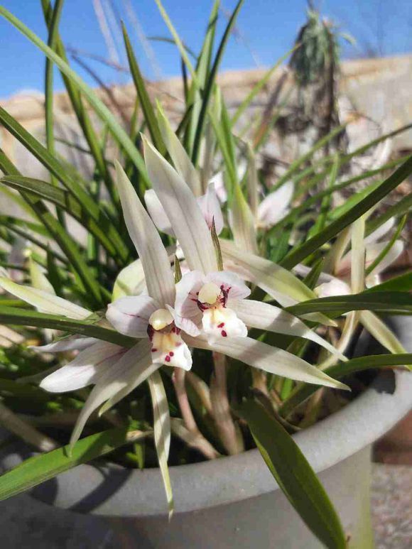 一盆兰花养了10年，苗多叶壮年年开花，兰友出价5000都没卖