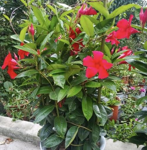  『养护』它的枝条1米长，被称为“飘香藤”，植株的花朵像“喇叭”，美
