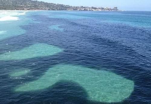 淡水鱼在海里无法生存，那黄河流入大海后，河里的鱼哪儿去了？