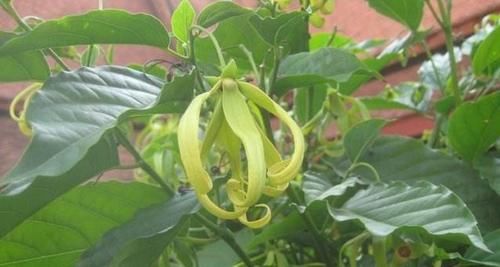  植物■这植物的花朵，若长在您家乡，请别随意采摘，当今价值珍