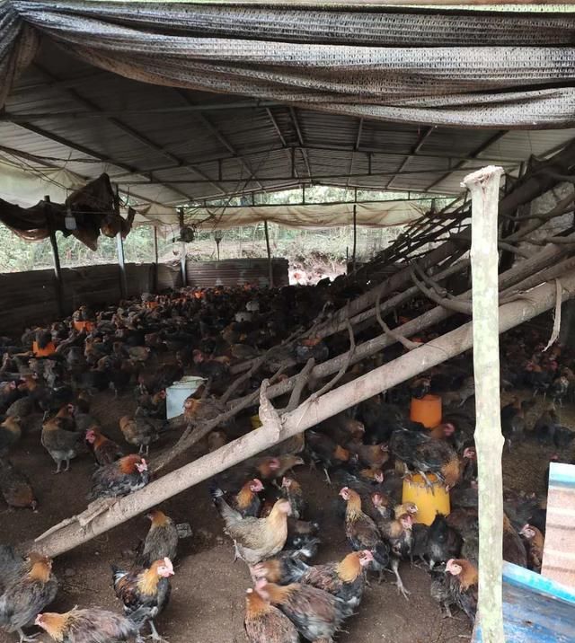 下雨以后@土鸡养殖,预防鸡群踩踏死亡的问题,养殖户需要从场地建设开始