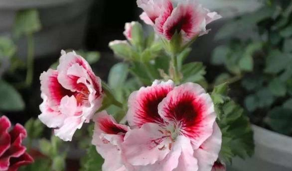  温馨：夏季养此款植物，花艳易爆盆，花开幽香淡雅，养在阳台变温馨花园